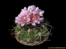 Gymnocalycium schuetzianum 188